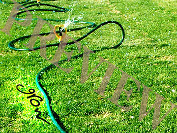 Picture of Download Still Grow