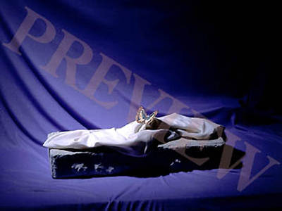 Picture of Download Still Butterfly with Purple Background