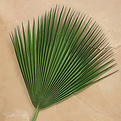Fan Palm Branches - Pack of 4
