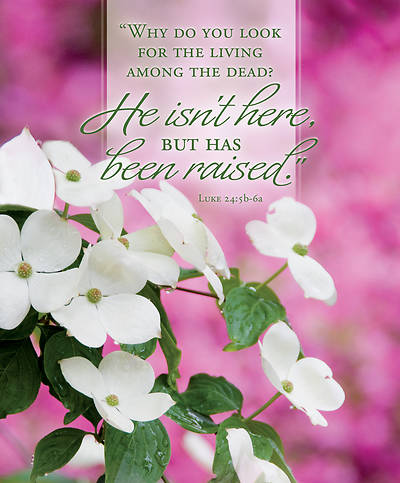 Picture of He Isn't Here Easter Bulletin, Large (Pkg of 50)