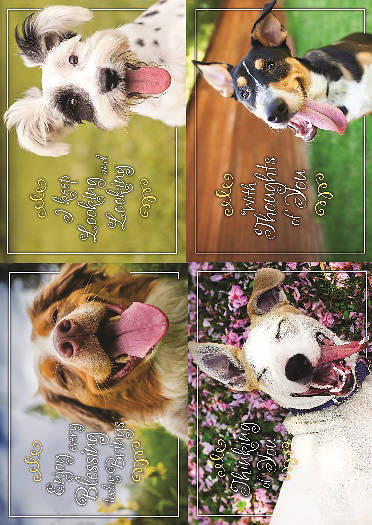 Picture of Paws to Reflect Thinking of You Boxed Cards