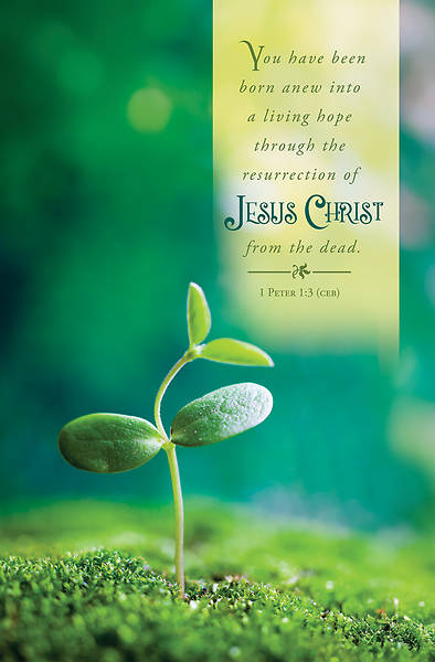 Picture of Word Alive! Weekly Bulletin without Message-Week 15, Legal Size (Package of 25)