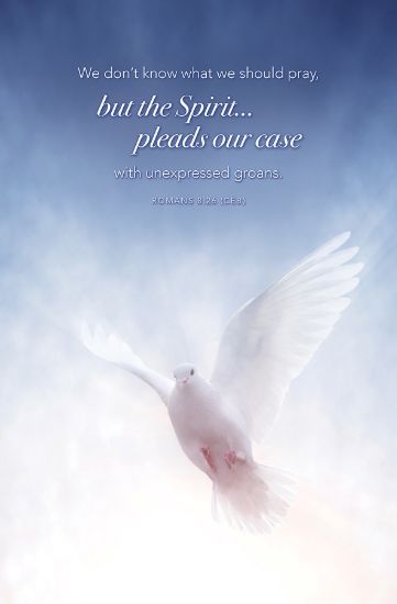 Picture of Word Alive! Weekly Bulletin without Message-Week 20, Letter Size (Package of 25)