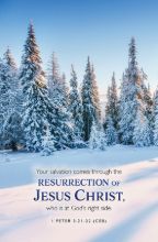 Word Alive! Weekly Bulletin with Message-Week 7, Letter Size (Package of 25)