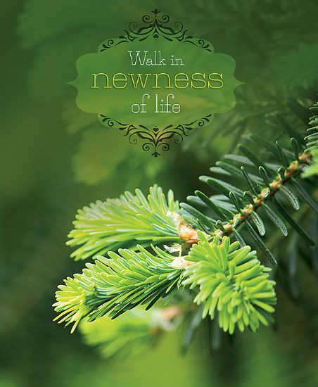 Picture of Walk in Newness Of Life General Size Legal Bulletin